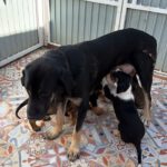 Mastin Mischling Barry, 01/2026, Endgröße ca. 60- 70 cm