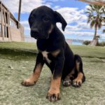 Mastin Mischling Barry, 01/2026, Endgröße ca. 60- 70 cm