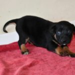 Mastin Mischling Barry, 01/2026, Endgröße ca. 60- 70 cm