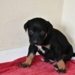 Mastin Mischling Barry, 01/2026, Endgröße ca. 60- 70 cm