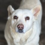 Schäferhund Mischling Belen, 04/2018, ca. 50 cm