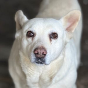 Schäferhund Mischling Belen, 04/2018, ca. 50 cm