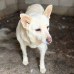 Schäferhund Mischling Belen, 04/2018, ca. 50 cm