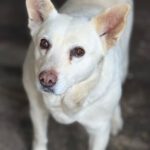 Schäferhund Mischling Belen, 04/2018, ca. 50 cm