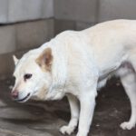 Schäferhund Mischling Belen, 04/2018, ca. 50 cm