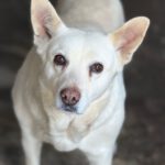 Schäferhund Mischling Belen, 04/2018, ca. 50 cm