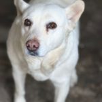 Schäferhund Mischling Belen, 04/2018, ca. 50 cm