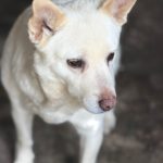 Schäferhund Mischling Belen, 04/2018, ca. 50 cm