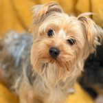 Yorkshire Terrier Benji, 05/2024, ca. 25 cm
