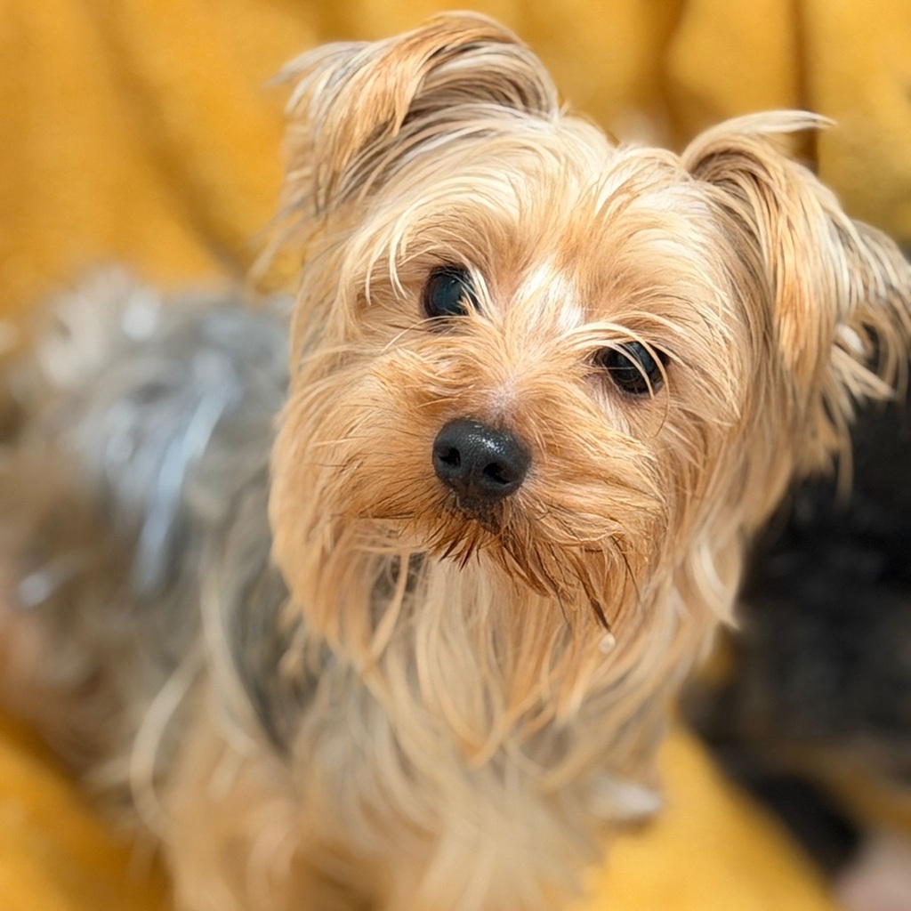 Yorkshire Terrier Benji, 05/2024, ca. 25 cm