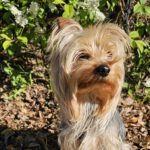 Yorkshire Terrier Benji, 05/2024, ca. 25 cm