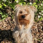 Yorkshire Terrier Benji, 05/2024, ca. 25 cm