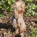 Yorkshire Terrier Benji, 05/2024, ca. 25 cm