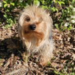 Yorkshire Terrier Benji, 05/2024, ca. 25 cm