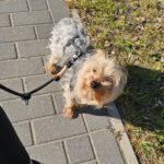 Yorkshire Terrier Benji, 05/2024, ca. 25 cm