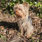 Yorkshire Terrier Benji, 05/2024, ca. 25 cm