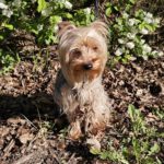Yorkshire Terrier Benji, 05/2024, ca. 25 cm