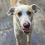 Podenco Bianca, 04/2025, ca. 45 cm