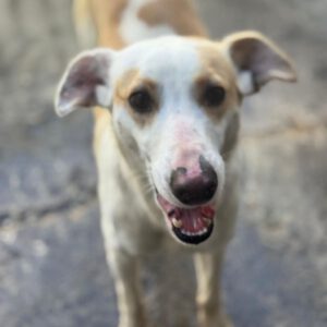 Podenco Bianca, 04/2025, ca. 45 cm