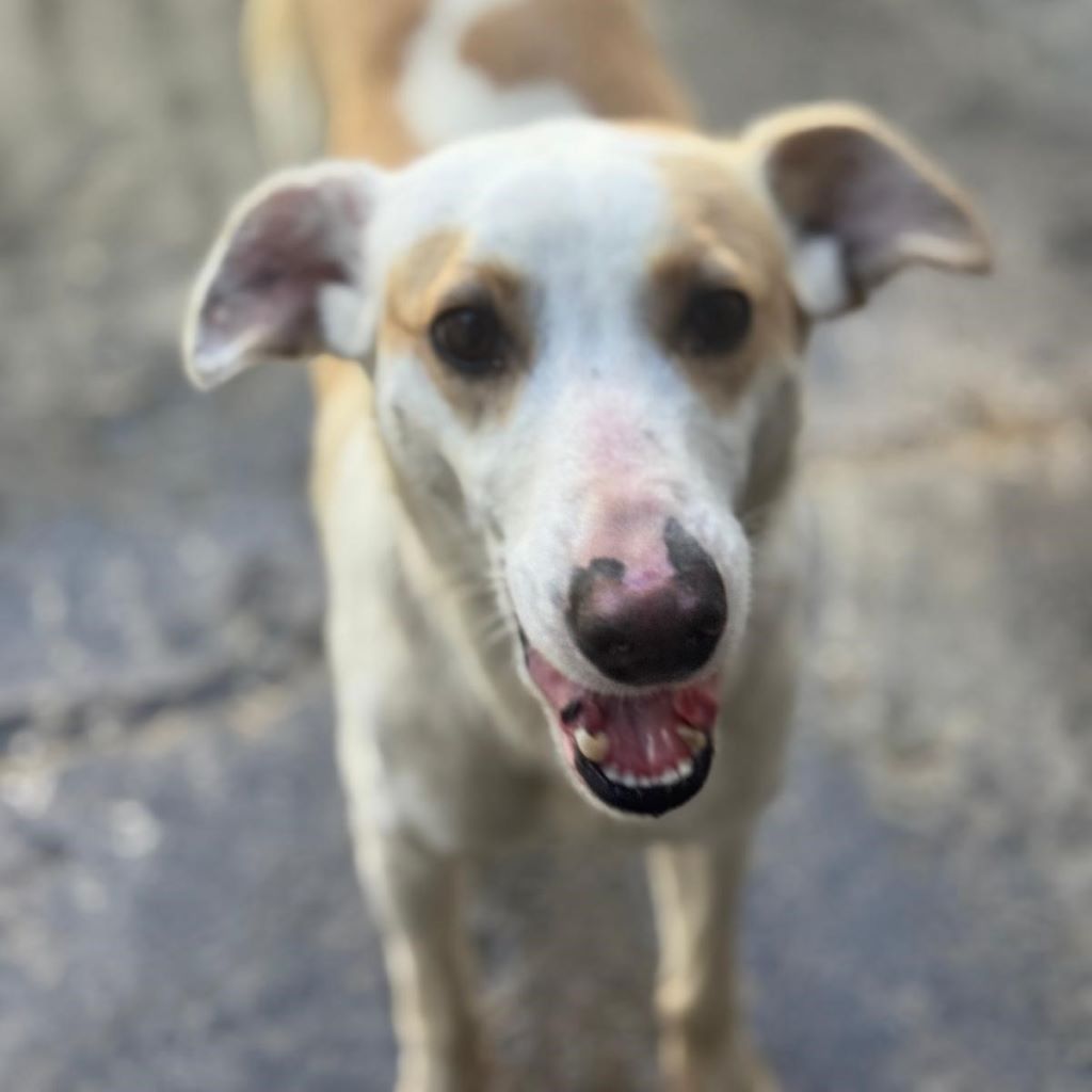 Podenco Bianca, 04/2025, ca. 45 cm