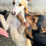 Podenco Bianca, 04/2025, ca. 45 cm