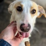 Podenco Bianca, 04/2025, ca. 45 cm