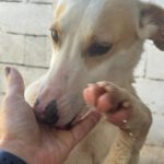 Podenco Bianca, 04/2025, ca. 45 cm