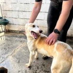 Podenco Bianca, 04/2025, ca. 45 cm