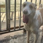 Podenco Bianca, 04/2025, ca. 45 cm