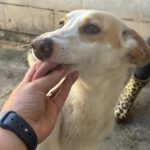 Podenco Bianca, 04/2025, ca. 45 cm