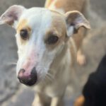 Podenco Bianca, 04/2025, ca. 45 cm