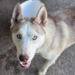 Husky Blondie, 04/2024, ca. 55 cm