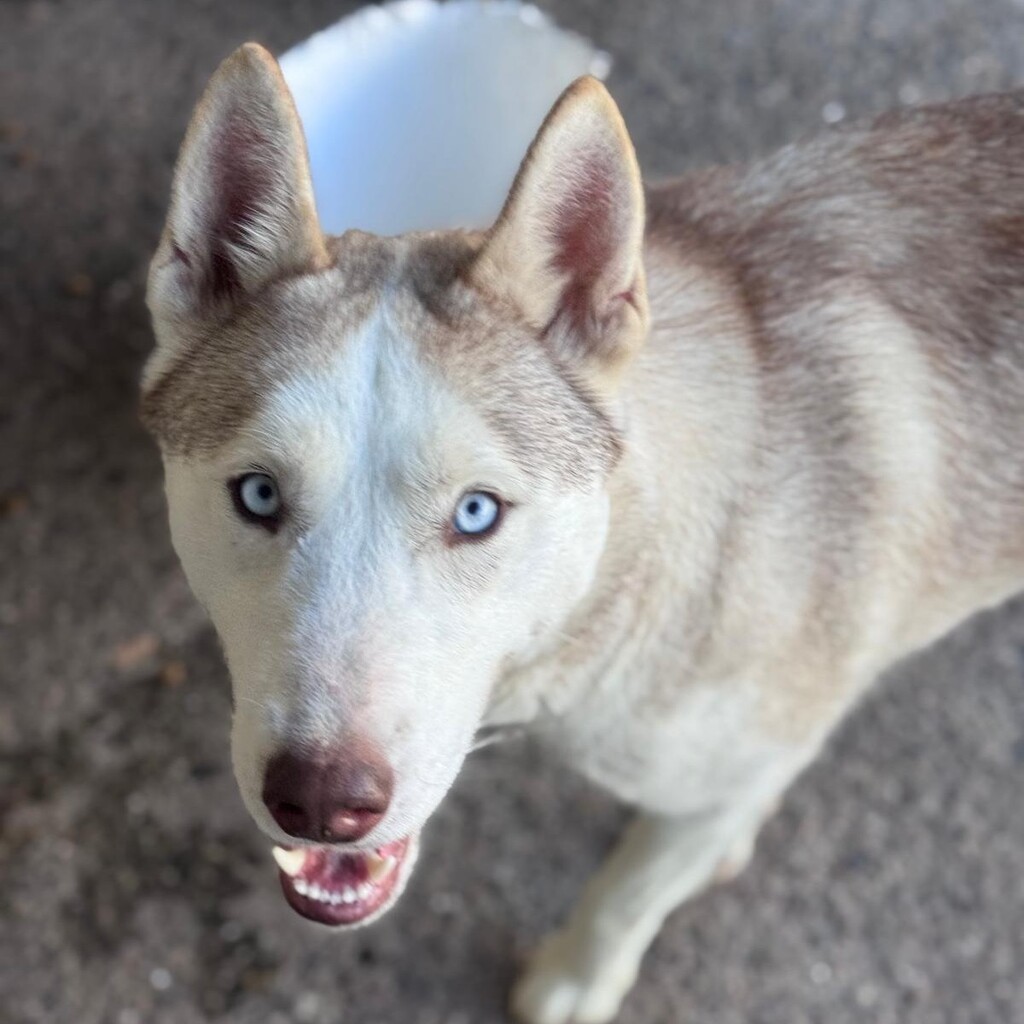 Husky Blondie, 04/2024, ca. 55 cm