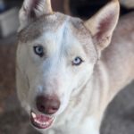 Husky Blondie, 04/2024, ca. 55 cm