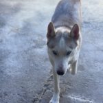 Husky Blondie, 04/2024, ca. 55 cm