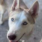 Husky Blondie, 04/2024, ca. 55 cm