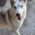 Husky Blondie, 04/2024, ca. 55 cm