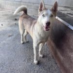 Husky Blondie, 04/2024, ca. 55 cm