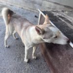 Husky Blondie, 04/2024, ca. 55 cm