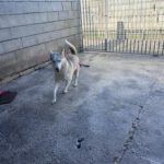 Husky Blondie, 04/2024, ca. 55 cm