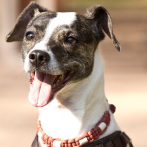 Bodeguero Mischling Bora, 01/2019, ca. 40 cm, 75387 Neubulach