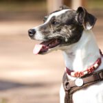 Bodeguero Mischling Bora, 01/2019, ca. 40 cm, 75387 Neubulach