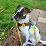 Bodeguero Mischling Bora, 01/2019, ca. 40 cm, 75387 Neubulach