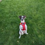 Bodeguero Mischling Bora, 01/2019, ca. 40 cm, 75387 Neubulach