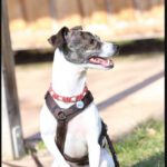 Bodeguero Mischling Bora, 01/2019, ca. 40 cm, 75387 Neubulach