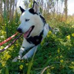 Husky Boris, 05/2023, ca. 58 cm