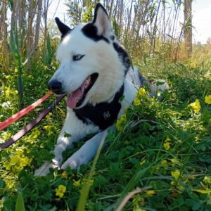 Husky Boris, 05/2023, ca. 58 cm