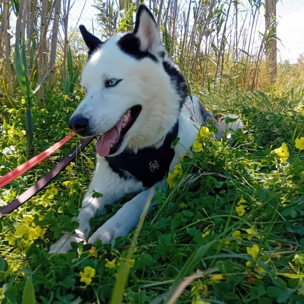 Husky Boris, 05/2023, ca. 58 cm