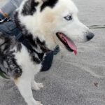 Husky Boris, 05/2023, ca. 58 cm