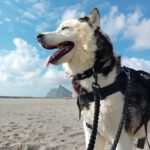 Husky Boris, 05/2023, ca. 58 cm